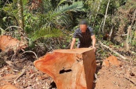Nhiều cán bộ ở Kon Tum bị kỷ luật liên quan đến các vụ phá rừng