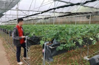 Tổng giá trị sản xuất của các trang trại ở Lâm Đồng tương đối lớn