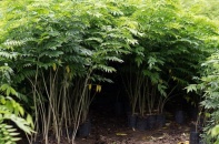 Quảng Ngãi: 16.232 cây sưa đỏ “chui” vào dự án không đúng quy định