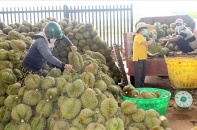 Lâm Đồng khuyến cáo người dân không tự phát mở rộng diện tích trồng sầu riêng