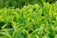 Công ty cổ phần Chè Lâm Đồng bị xử phạt 320 triệu đồng