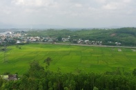 Xử lý hàng nghìn héc - ta keo chết hàng loạt: Quảng Ngãi gặp khó khăn gì?