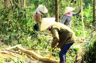 Quảng Nam: Nhiều doanh nghiệp công nghiệp phải thu hẹp sản xuất