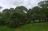 Kon Tum sẽ trồng mới 670 ha rừng
