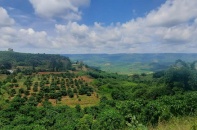 Lâm Đồng chấp thuận Dự án Trung tâm sản xuất, chế biến nông sản xuất khẩu 480 tỷ đồng