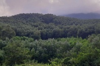 Đà Nẵng định hướng đến năm 2040 thay thế 90% diện tích trồng keo bằng cây trồng khác