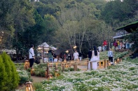Lâm Đồng tổ chức Festival Hoa Đà Lạt lần thứ XI, năm 2026