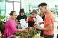Đà Nẵng tổ chức Hội thảo khoa học quốc tế về sâm Ngọc Linh