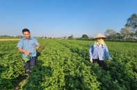 Hưng Yên: Liên kết chuỗi giá trị để nâng tầm nông sản