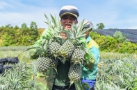 Ninh Bình xây dựng hệ sinh thái nông nghiệp hữu cơ đa giá trị