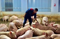 Giá heo hơi khởi sắc, người chăn nuôi rục rịch tái đàn