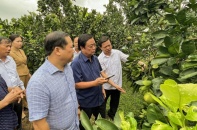 Việt Nam đẩy mạnh hợp tác quốc tế để thúc đẩy chuyển đổi bao trùm, phát triển xanh