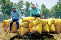 Việt Nam sẽ xuất khẩu 8 triệu tấn gạo trong năm 2024