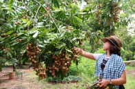 Nông nghiệp đô thị: Giải pháp cân bằng cho cuộc sống