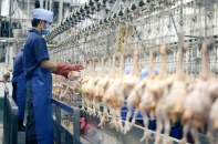 Công nghệ số: “Chìa khóa” tối ưu hóa quản lý chăn nuôi