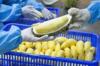 Xuất khẩu rau quả Việt Nam “hái quả ngọt” từ các Nghị định thư
