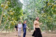 Tái cơ cấu vùng trồng bưởi tại Hà Nội