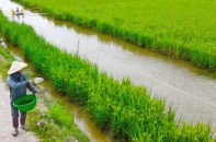 Hà Nội "bật đèn xanh" cho 36 loại cây trồng trên đất trồng lúa