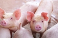 Giá lợn lập đỉnh 81.000 đồng/kg, chưa có dấu hiệu hạ nhiệt