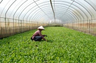 Hà Nội: Hơn 1.000 ha đất lúa được chuyển đổi mục đích sử dụng hàng năm