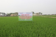 Mô hình trồng lúa giảm phát thải giúp nông dân tăng 20% năng suất 