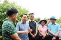 Tập trung chế biến sâu, nâng cao chuỗi giá trị cho vải thiều