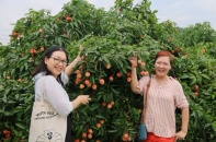 Bắc Giang tiếp tục dẫn đầu cả nước về xuất khẩu vải thiều