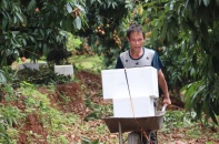 "Đòn bẩy" giúp vải thiều Tân Yên chinh phục thị trường khó tính