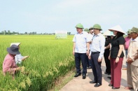 Ngành nông nghiệp Thủ đô bắt nhịp thị trường bằng công nghệ và giống mới