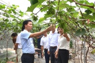 Giải quyết vấn đề “được mùa mất giá” cho nông sản Việt mùa thu hoạch