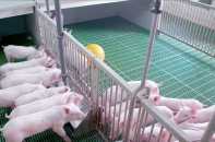 Đề xuất xây dựng chương trình quốc gia phòng chống dịch tả lợn châu Phi