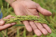 Ứng dụng máy móc hiện đại nâng tầm giá trị cây lúa Hà Nội