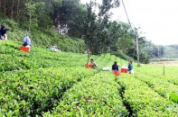 Văn Hán, Thái Nguyên trên hành trình xây dựng vùng nông nghiệp đa giá trị