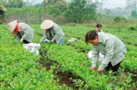 Thái Nguyên: Giảm nghèo bền vững bắt đầu từ chuyển đổi số nông nghiệp