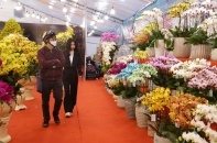 Hoa, cây cảnh Tết vào mùa sớm, thị trường rộn ràng sắc xuân