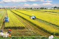 Hà Nội điều chỉnh quỹ đất nông nghiệp, giảm hơn 700 ha đất lúa đến năm 2030