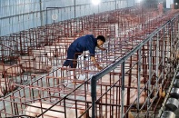 Nắng nóng cực đoan, vật nuôi đối mặt với nguy cơ sốc nhiệt