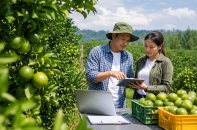 Bộ Nông nghiệp và Môi trường sửa Nghị định 38, gỡ vướng cho mã số vùng trồng
