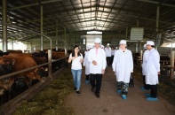 Thứ trưởng Hà Lan thăm vùng chăn nuôi bò sữa bền vững tại Hà Nam