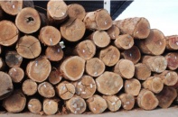Kim ngạch xuất khẩu gỗ tăng trưởng ấn tượng