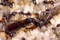 Những bất ngờ về trứng kiến gai đen