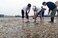 Xác định nguyên nhân ban đầu khiến ngao chết trắng bãi tại Thanh Hoá