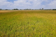 Long An được phép chuyển 142,61 ha đất trồng lúa để làm cụm công nghiệp