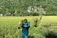 Huyện Như Thanh (Thanh Hóa): Hàng nghìn cán bộ xuống đồng giúp dân thu hoạch lúa