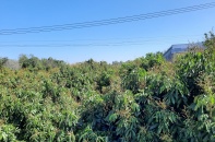 Đồng Tháp: Đề xuất Dự án thực phẩm nông nghiệp an toàn, vốn trên 457 tỷ đồng