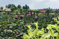 Đồng Tháp đăng cai tổ chức Lễ hội Sen lần 1