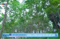 Chương trình "Kinh tế xanh" phát triển kinh tế rừng bền vững