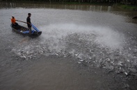 Vĩnh Long: Trên 650 tỷ đồng thực hiện dự án vùng nuôi cá tra an toàn thực phẩm