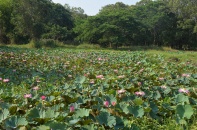 Giải Marathon Đất Sen Hồng lần I năm 2022 sẽ diễn ra tại Đồng Tháp