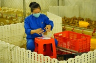 Chăn nuôi giữa thời bão giá: Liên kết bền vững con giống - thức ăn - đầu ra